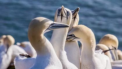 世界杯注册官网-【联赛杯】卡瓦尼88分钟破僵 马夏尔传射 曼联2比0