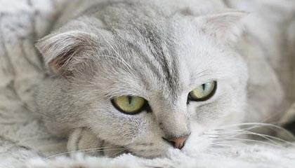 世界杯下注入口-【亚冠】尹比加兰2球金基熙弑旧主 蔚山3比1申花