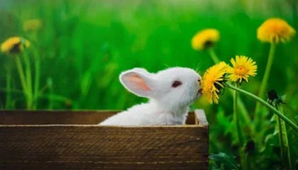 世界杯投注-女篮世界杯“抢票战”在即 中国女篮期待展现新面貌